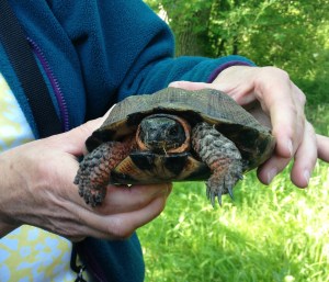 Wood Turtle