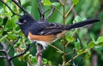 Eastern Towhee. Photo Credit: AllAboutBirds.org