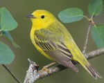 Yellow Warbler. Photo credit: birds.audubon.org