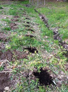 Our berry plants all in a row!