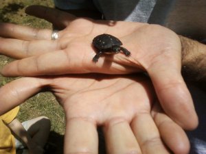 Many herptiles, like this Baby Painted Turtle visited with our campers to teach them about wildlife.