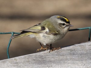 Golden-crowned Kinglet Photo Credit: Wikipedia