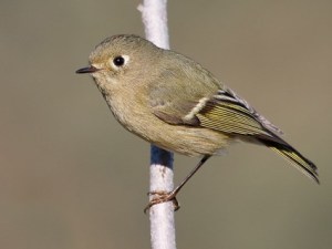 ruby_crowned_kinglet_1