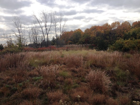 Fields Near an Old Tennis Court on Sandy Hook