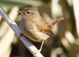Winter Wren Photo Credit: AllAboutBirds.org