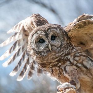 Vilma, The Raptor Trust's Barred Owl plays a key role in the organization's educational programs. Photo by Joy Yagid.