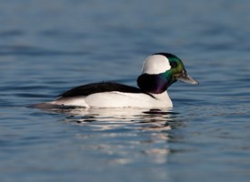 Bufflehead. Photo Credit: AllAboutBirds.org © Brian L. Sullivan