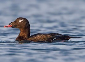 White-winged Scoter. Photo: AllAboutBirds.org © Ken Phenicie Jr