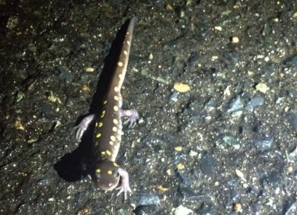 Yellow Spotted Salamander © Lindsay McNamara