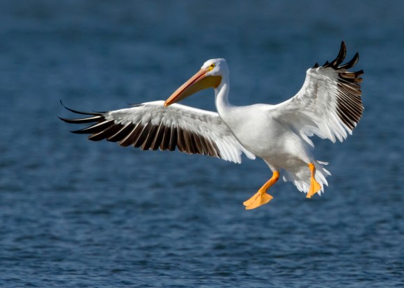 American_White_Pelican