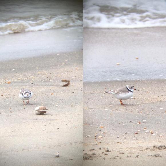 Piping Plover