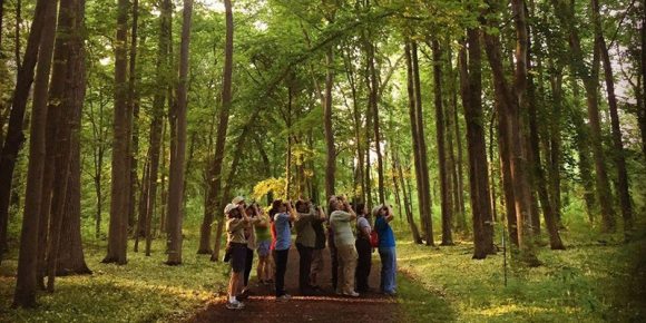 birders in the forest